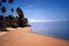 Coconut Laguna 